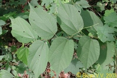 Grewia tiliifolia